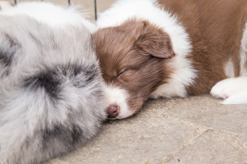 Puppy border collie