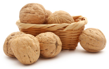 Walnut
