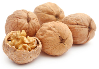 Walnut