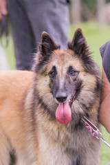Berger belge tervuren