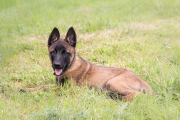 Berger belge malinois chiot