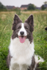 Border collie