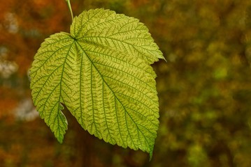 жёлто зелёный листок на природе в парке