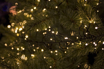 christmas lights in a pine tree