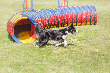 Border collie en agility