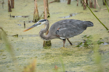 Great Blue Heron hunting in the lakes of Florida for dinner