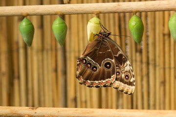 Butterfly with chrysalis