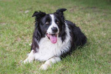 Border collie