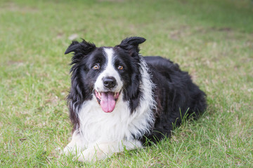 Border collie