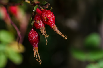 Weathered Red Berries of the Autumn Dog Rose Bush