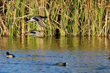 Pair of Mallard Ducks Flying Low Over the Autumn Pond