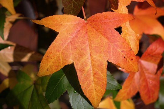 .......Amberbaum, Blätter, Herbst