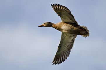Obraz premium Female Mallard Duck Flying in a Blue Sky