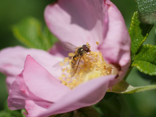 Bee on pink rose