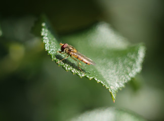 Insekt on the edge of leaf