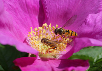 Pair of bees on red rose