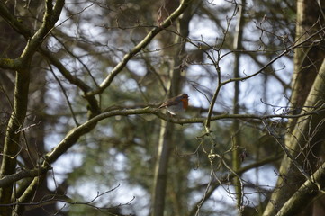 Robin in tree