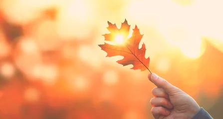 Papier Peint photo autocollant Automne Toile de fond d& 39 automne. Personne tenant une feuille d& 39 automne avec un rayon de soleil sur un arrière-plan flou d& 39 automne