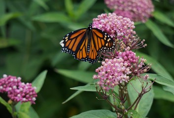 Monarch on Milkweed