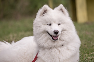 samoyède