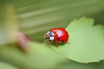 Marienkäfer