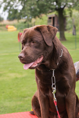 labrador