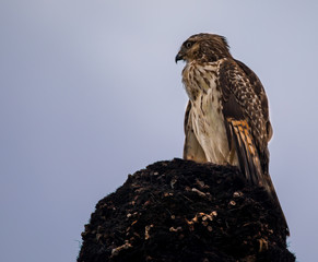 peregrine falcon perched high above Florida wetlands