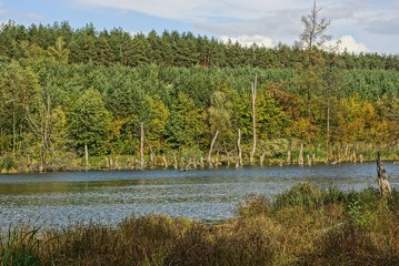 часть заросшего  зеленью и деревьями  лесного озера 