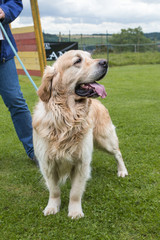 Fototapeta premium Golden retrievers