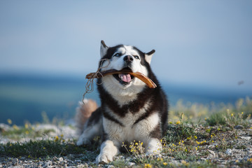 Black and white Siberian husky lying on a mountain on the background of the lake and the forest and eats treats. The dog on the background of natural landscape. Blue eyes.