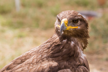 Aigle