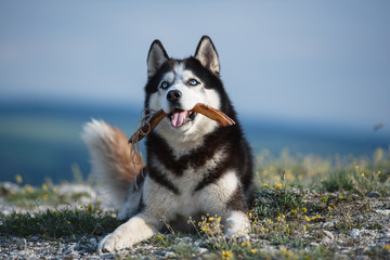 Black and white Siberian husky lying on a mountain on the background of the lake and the forest and eats treats. The dog on the background of natural landscape. Blue eyes.