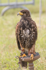 Aigle