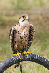 Aigle
