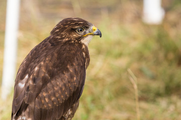 Rapace