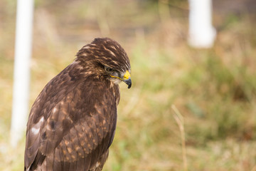 Aigle