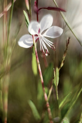 Artistic Flowers Background with filters applied, Vintage Look and Soft Focus
