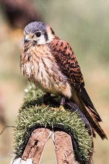 Rapace
