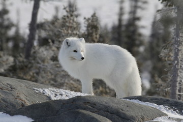 Arctic fox (Vulpes Lagopus) in white winter coat on the Canadian Shield