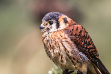 Rapace