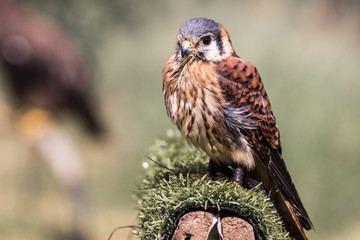 Rapace