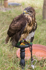 Rapace