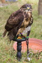 Rapace