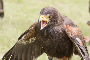Rapace