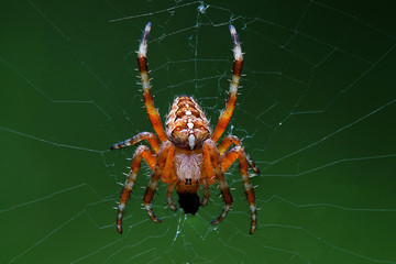 Kreuzspinne