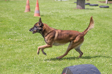 Berger belge malinois