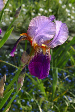 Flowers.