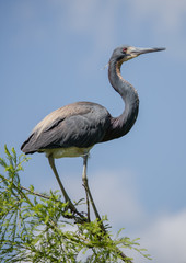Little Blue Heron perched in tree branch high above wetlands