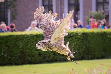 Rapace