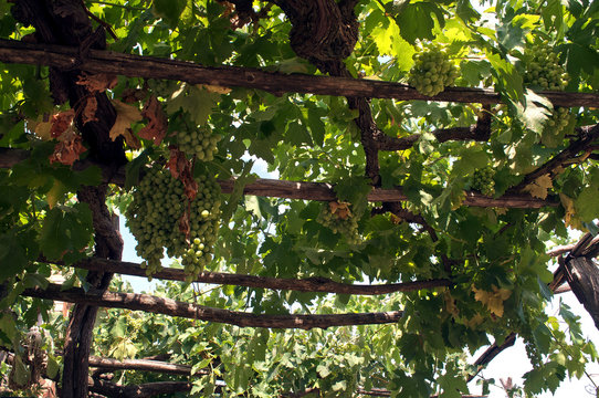 Pergola con grappoli
